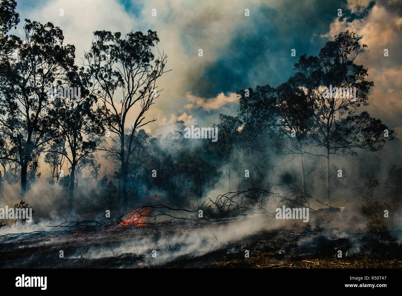 Bush fire near Birnam, Queensland, Australia Stock Photo