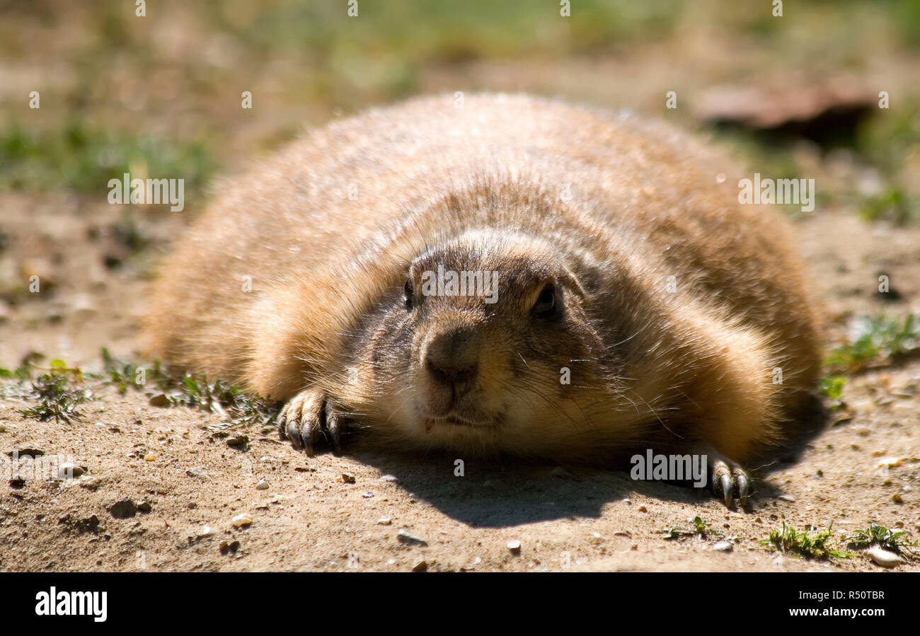 gopher small african mammal animal Stock Photo