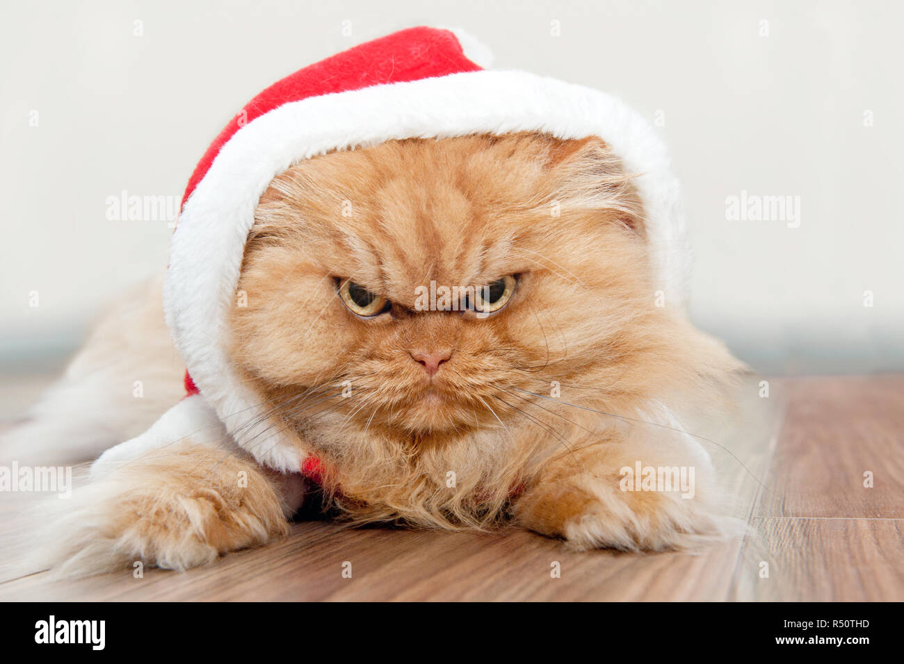 Orange Persian cat with Santa cap looking at camera, looking angry Stock Photo