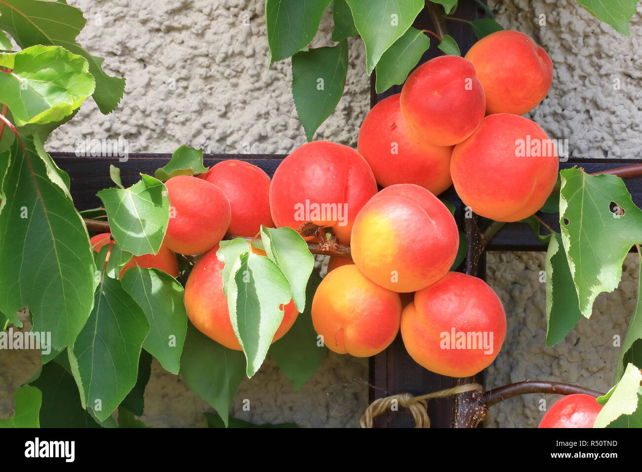 Prunus armeniaca apricot tree branches full of frits, ripening apricots and green leaves on tree during summer season Stock Photo