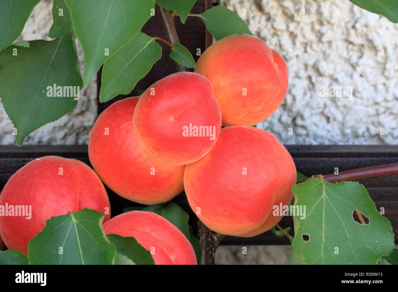Siberian apricot hires stock photography and images Alamy