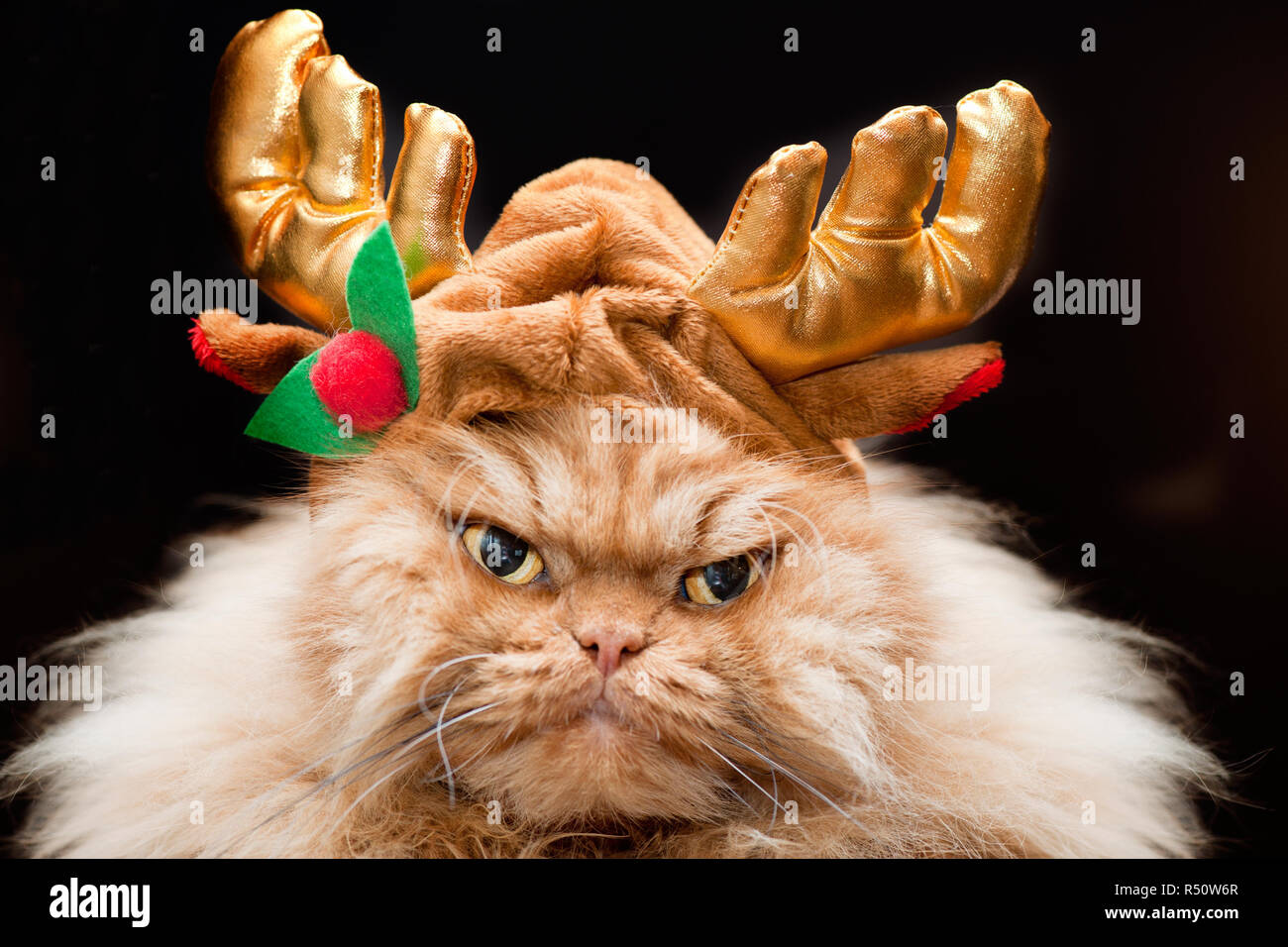 Crazy christmas cat top