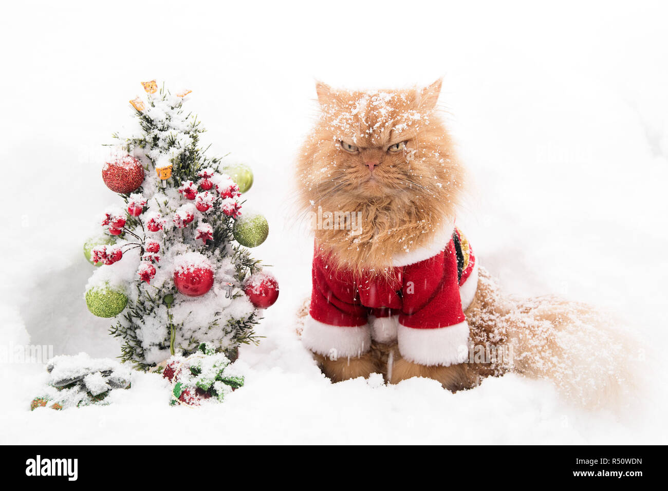 Ginger Persian cat with Santa outfit in snow Stock Photo