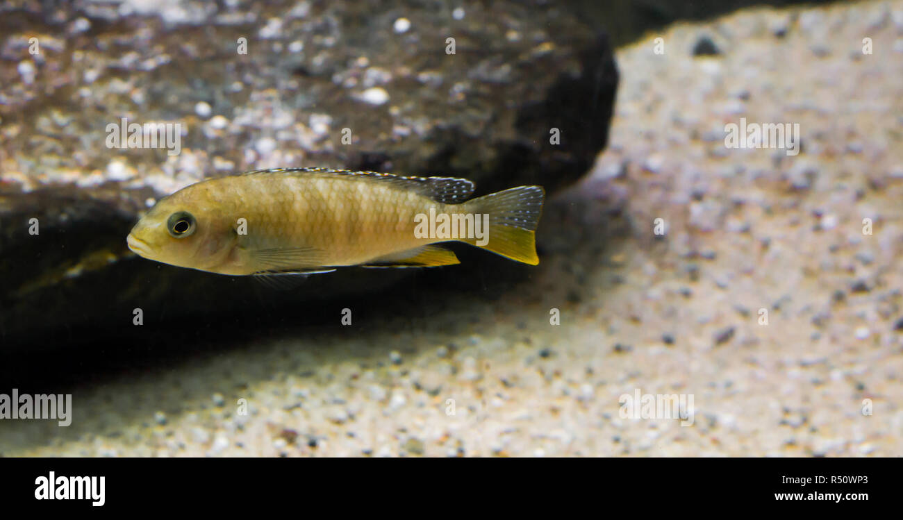 juvenile labidochromis perlmutt cichlid, a tropical fish from the lake malawi in Africa. Stock Photo