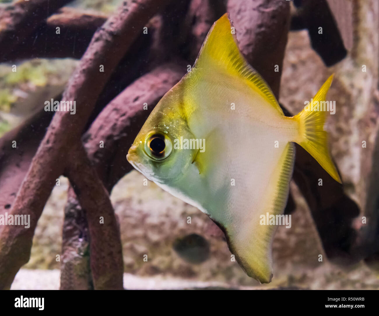 silver moonyfish in closeup, a tropical aquarium pet from the pacific ocean Stock Photo