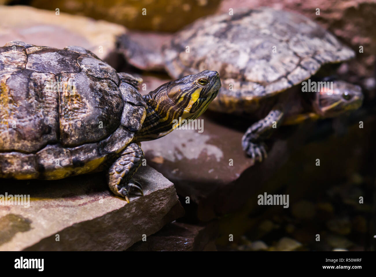 Cumberland slider turtle hi-res stock photography and images - Alamy