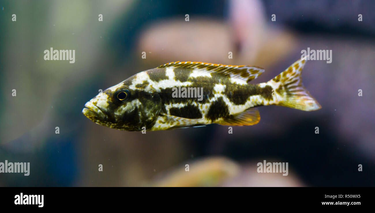 juvenile livingston's cichlid fish, young fish with the colors dark brown, white and orange, a tropical aquarium pet from the lake of malawi Stock Photo