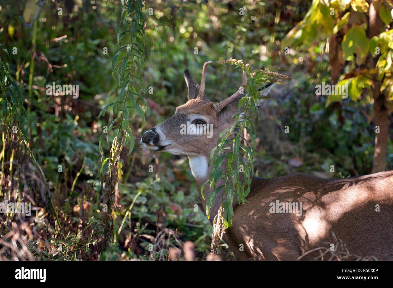 Closeup of a buck deer with antlers posing for the camera Stock Photo
