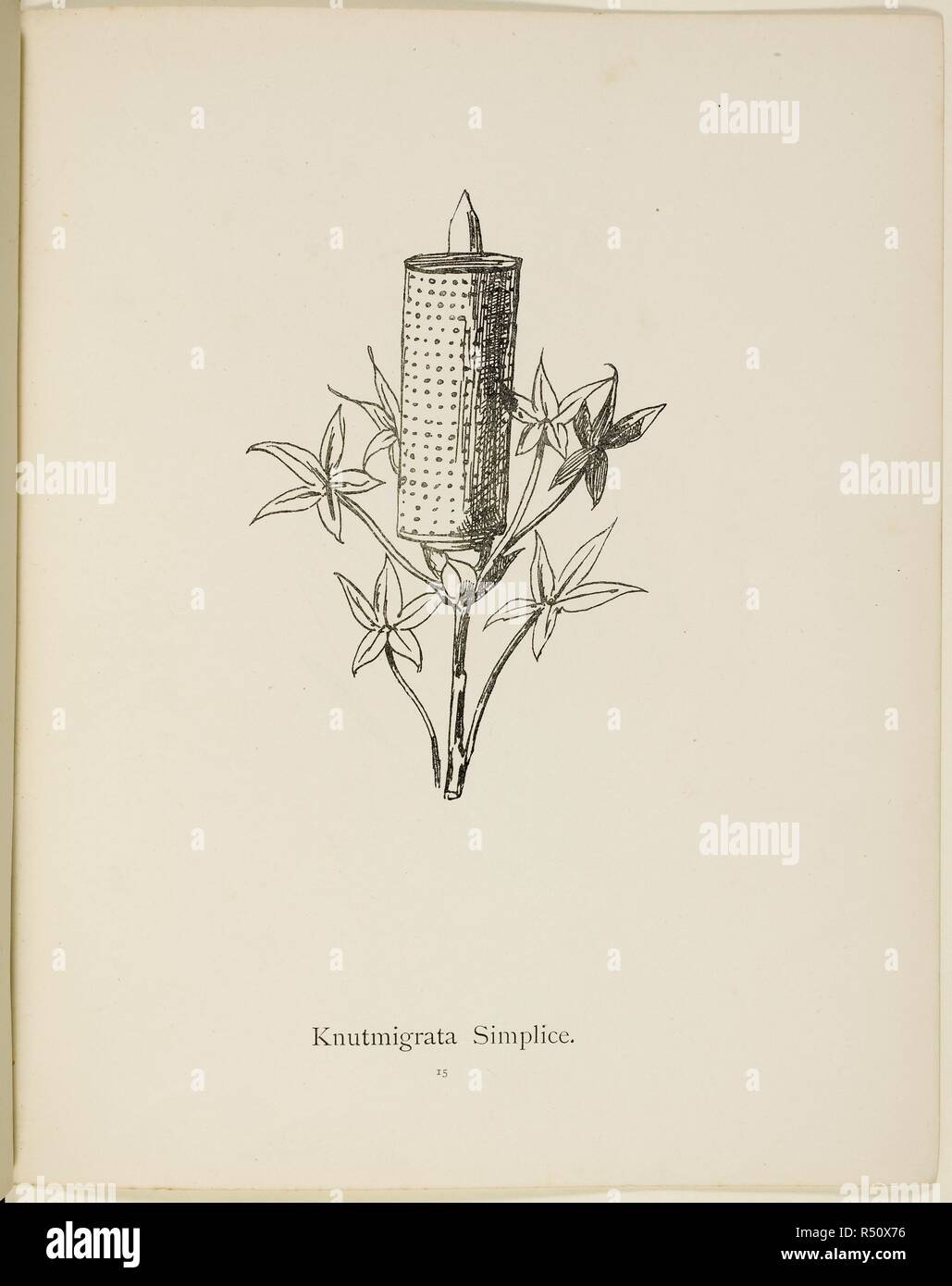 Fictional plant: 'Knutmigrata Simplice'  Illustration from Nonsense Botany by Edward Lear, published in 1889. . Nonsense Botany, and Nonsense Alphabets, Fifth edition. Frederick Warne & Co.: London & New York, 1889. Source: Cup.400.a.42 15. Language: English. Stock Photo