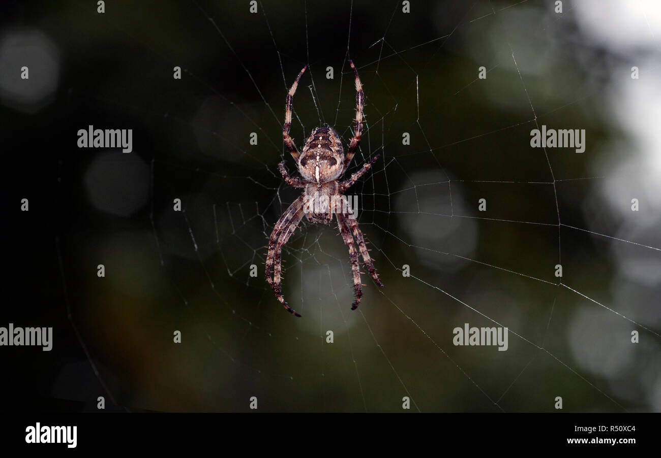 Closeup of a spider in a spider web Stock Photo