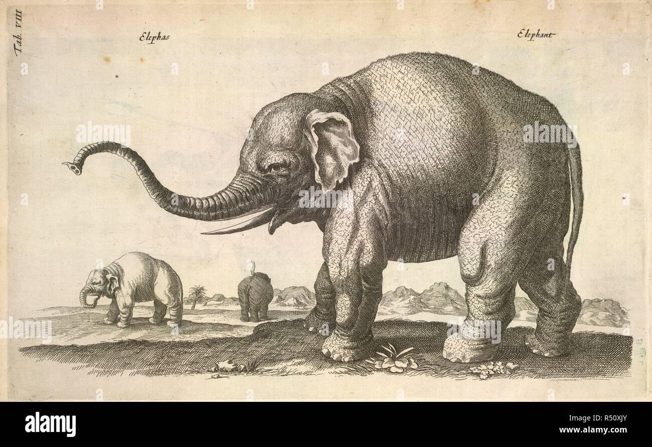 An illustration of an elephant. HistoriÃ¦ naturalis de quadrupetibus. Amsterdam. JONSTONUS, Joannes, M.D., Polonus.   [HistoriÃ¦ naturalis de quadrupetibus.   1657. Source: 460.d.7 Tab.XIII. Language: Latin. Stock Photo