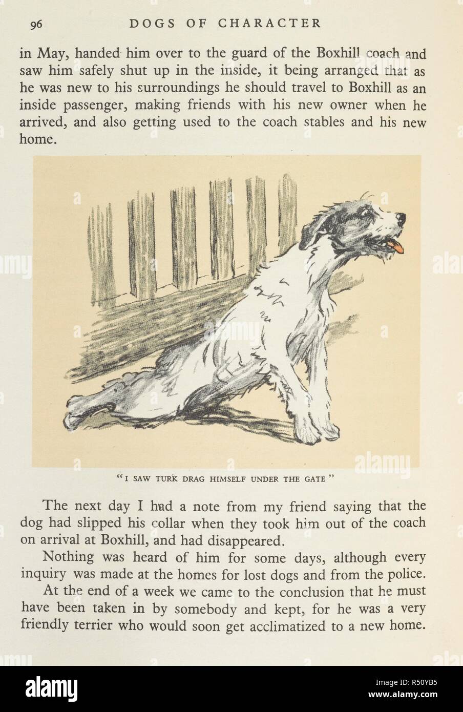 'I saw Turk drag himself under a gate'. An illustration and text. Dogs of Character. Written and illustrated by C. Aldin. Eyre & Spottiswoode: London; C. Scribners' Sons: New York, 1927. Source: 7295.i.32, page 96. Language: English. Author: ALDIN, CECIL. Stock Photo