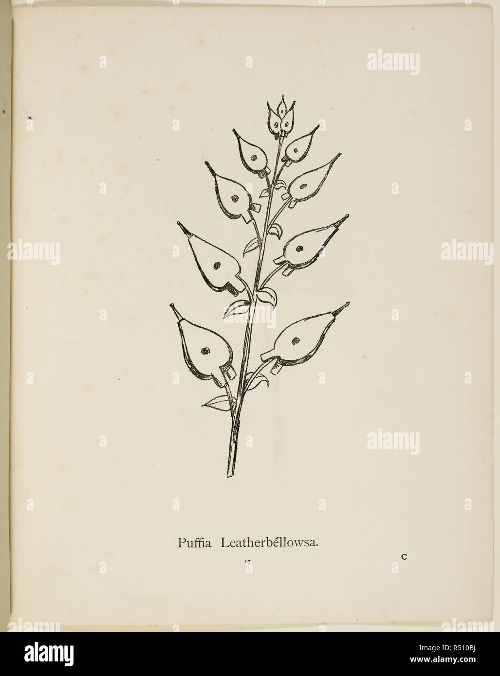 Fictional plant: 'Puffia Leatherbellowsa'  Illustration from Nonsense Botany by Edward Lear, published in 1889. . Nonsense Botany, and Nonsense Alphabets, Fifth edition. Frederick Warne & Co.: London & New York, 1889. Source: Cup.400.a.42 17. Language: English. Stock Photo