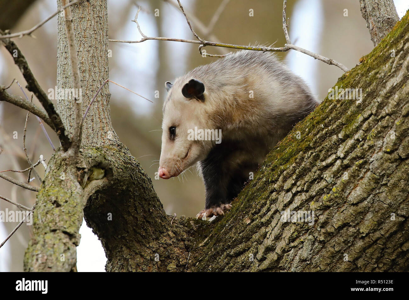 North american opossum hires stock photography and images Alamy