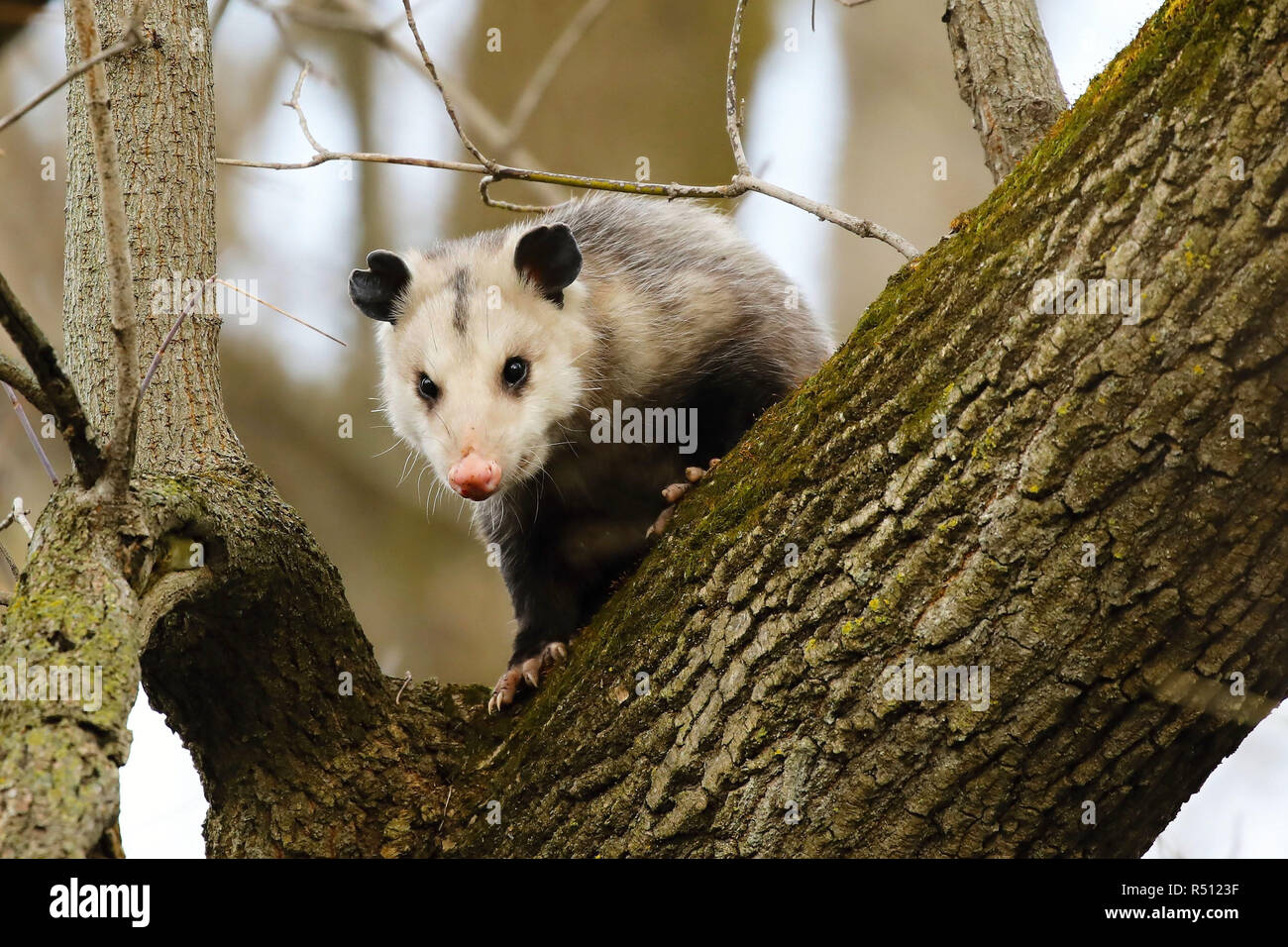 Virginia opossum North American opossum, climbing on the tree. Wild