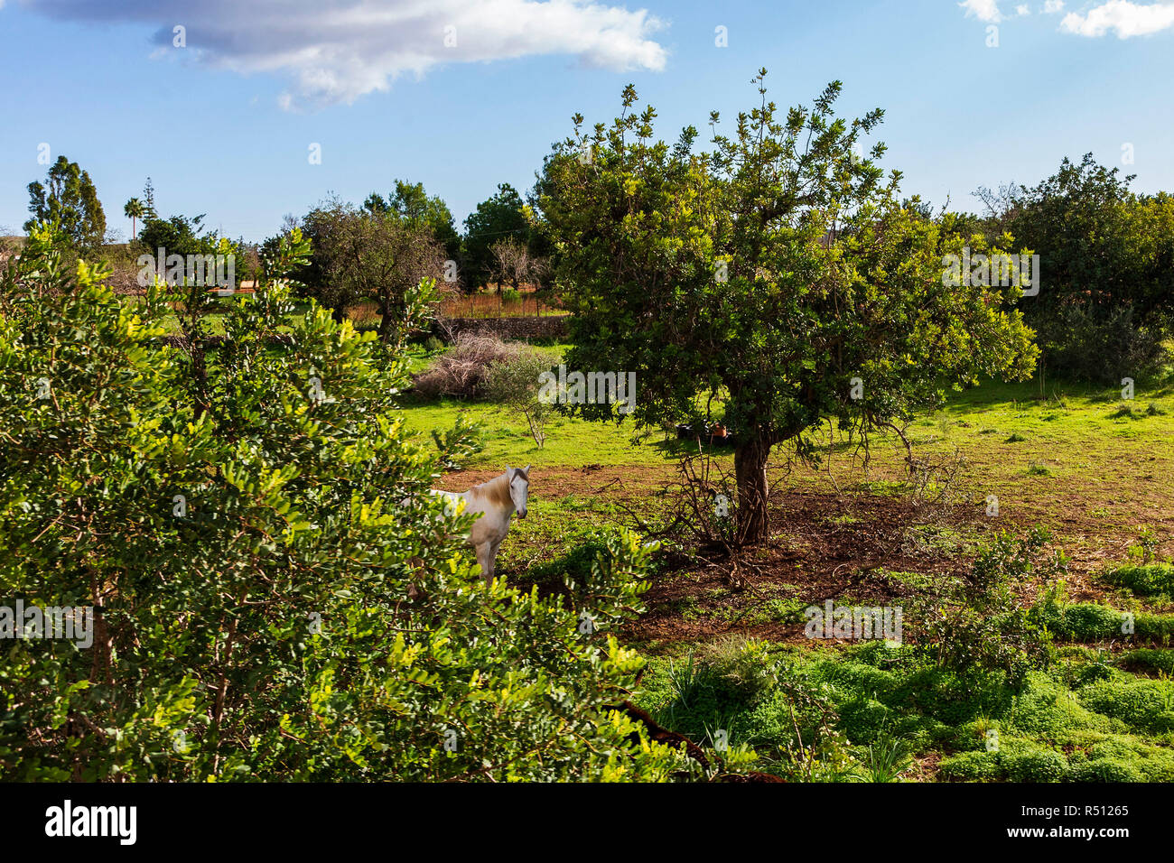 Mallorcan countryside with a white horse and trees, Mallorca, Majorca, Balearic Islands, Spain Stock Photo