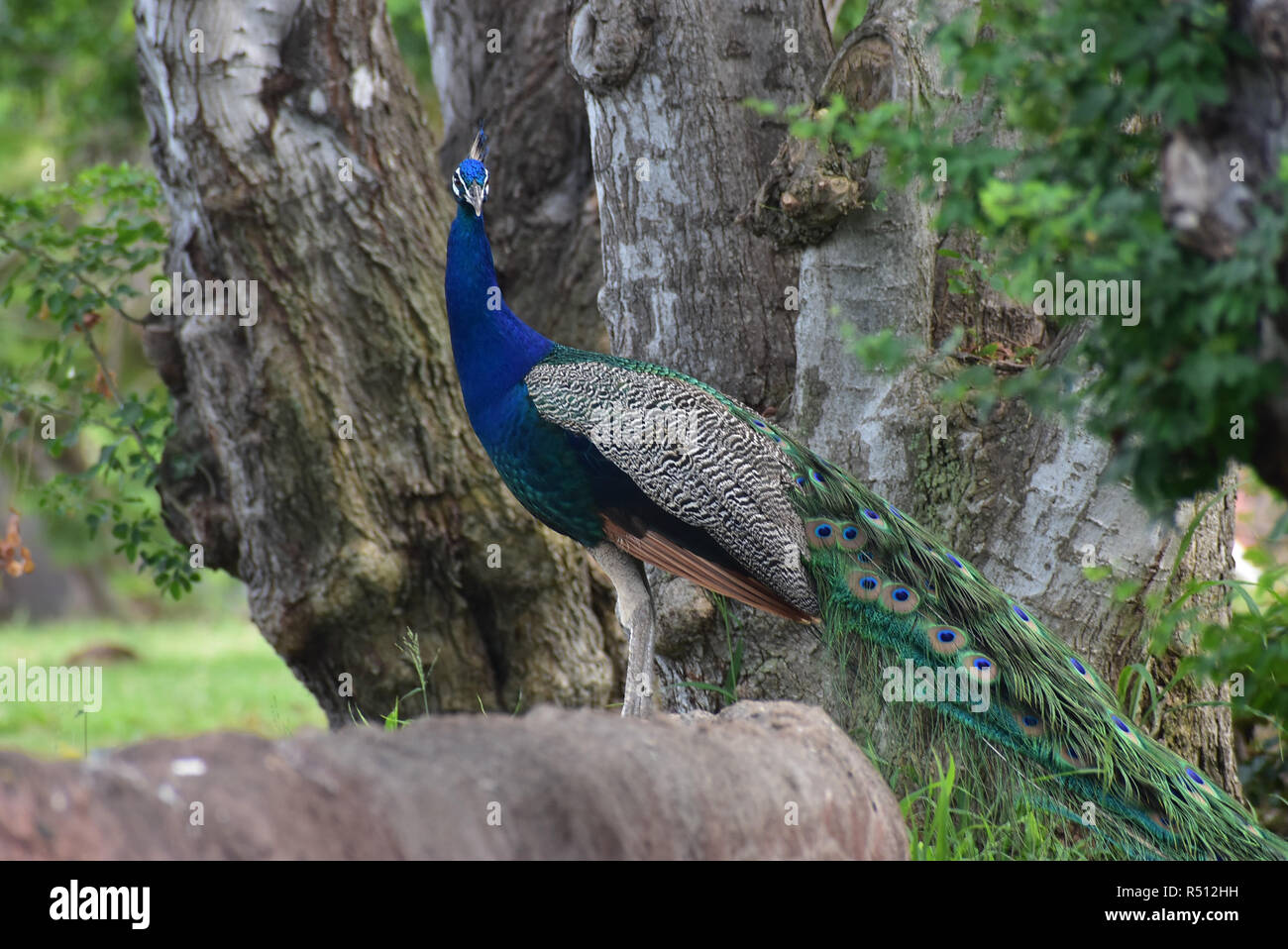 Peacock looking at the camera Stock Photo - Alamy