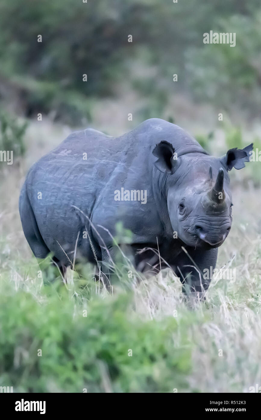 Critically endangered Black rhinoceros (Diceros bicornis michaeli) in Kenya Stock Photo