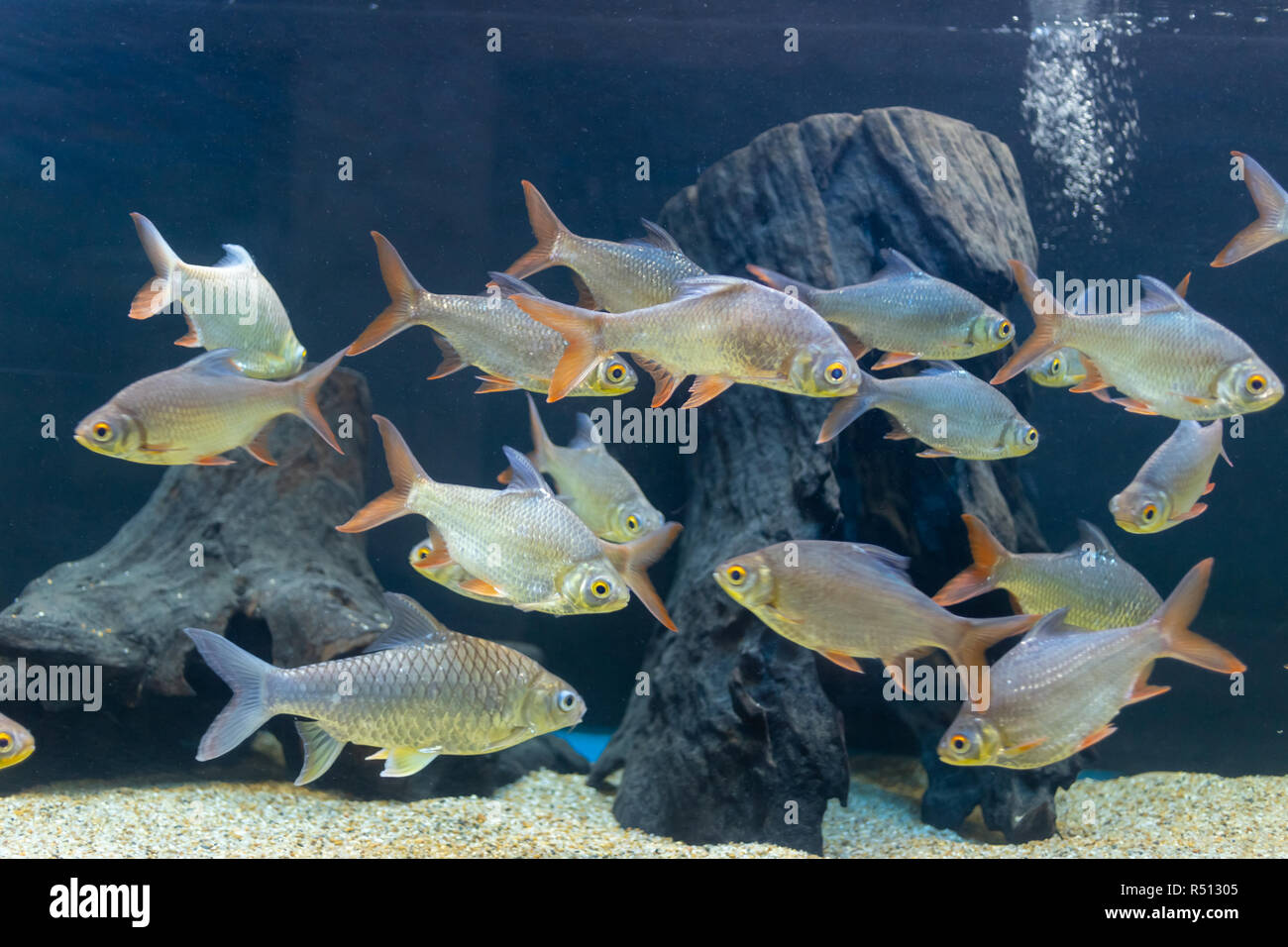 beautiful fish tanks