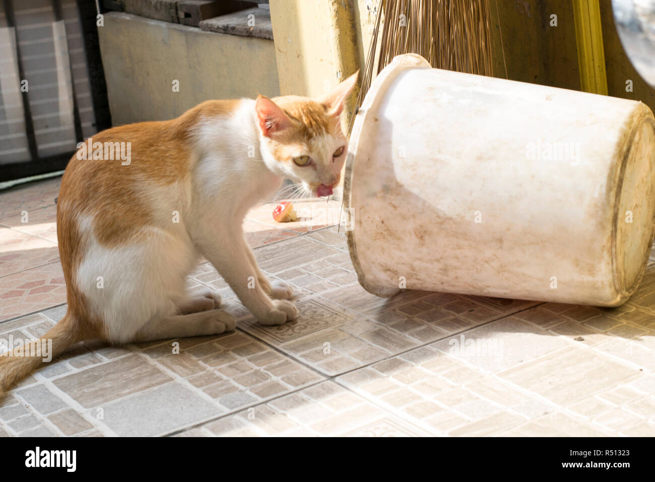 Animal Eating Trash High Resolution Stock Photography and Images Alamy