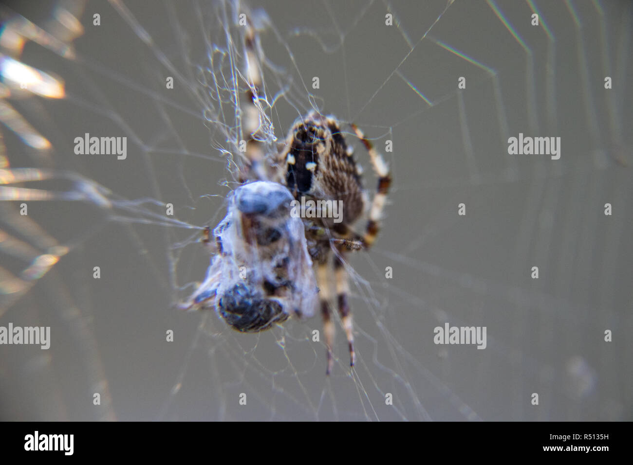 spider eating a wasp in its spider web Stock Photo - Alamy