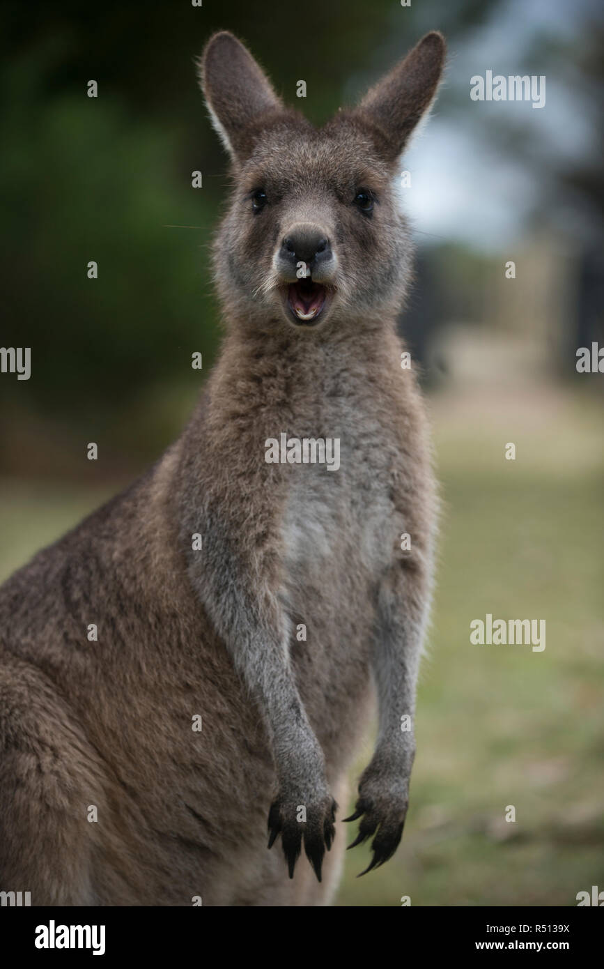 Funny kangaroo hi-res stock photography and images - Alamy Funny kangaroo hi-res stock photography and images - Alamy