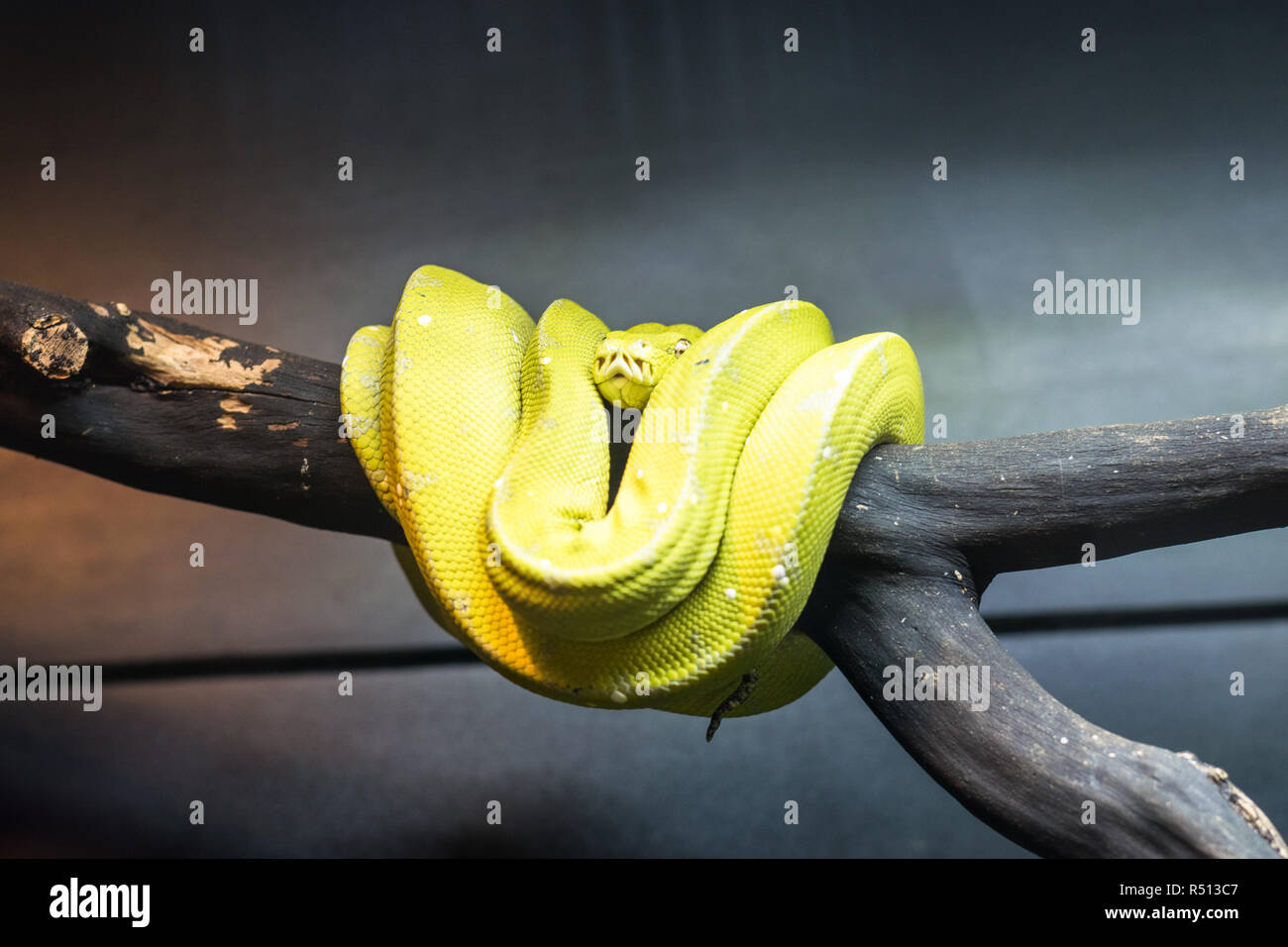 The green tree python - Morelia viridis - is a species of python. Living generally in trees, the green tree python mainly hunts and eats small reptiles and mammals. Stock Photo