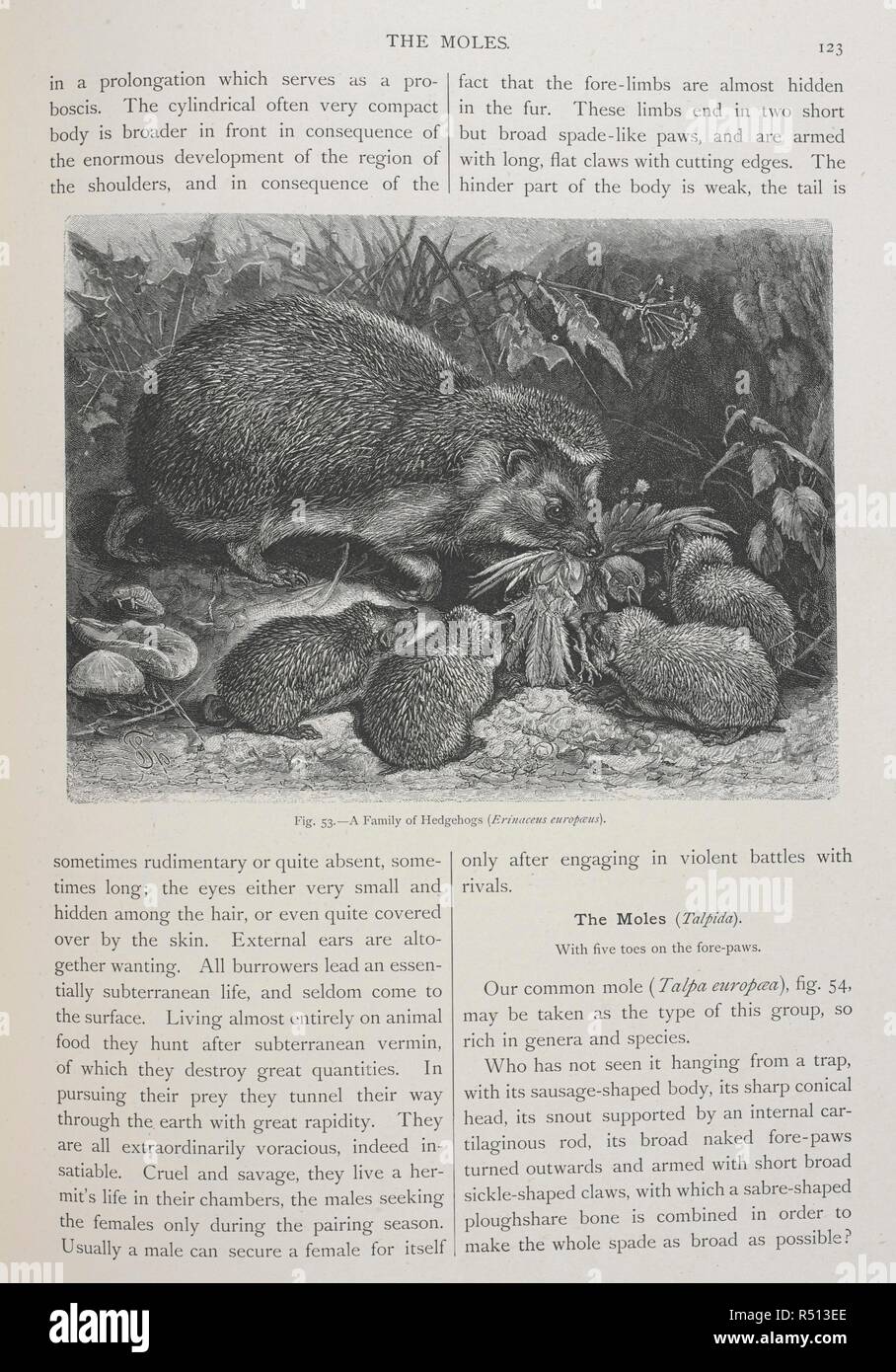 A family of Hedgehogs. The Geographical Distribution of Animals, with a study of the relations of living and extinct faunas as elucidating the past changes of the earth's surface. ... . London, 1876. Source: 07209.dd.1 page 123 Fig.53. Author: WALLACE, ALFRED RUSSEL. Stock Photo