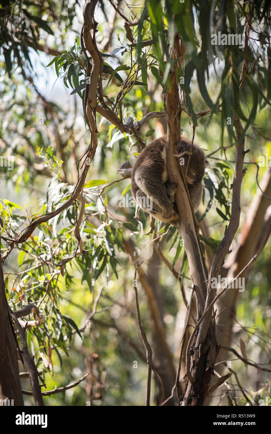 Gumtree Australia High Resolution Stock Photography And Images Alamy