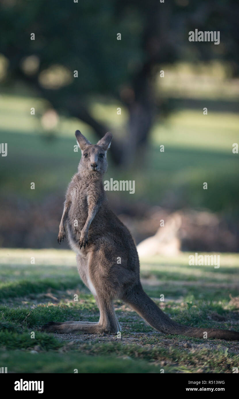Standing grey kangaroo paying attention Stock Photo