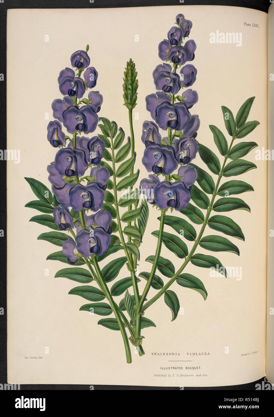 Swainsona Violacea. The Illustrated Bouquet, consisting of figures, with descriptions of new flowers. London, 1857-64. Source: 1823.c.13 plate 69. Author: Henderson, Edward George. Sowerby, Miss. Stock Photo