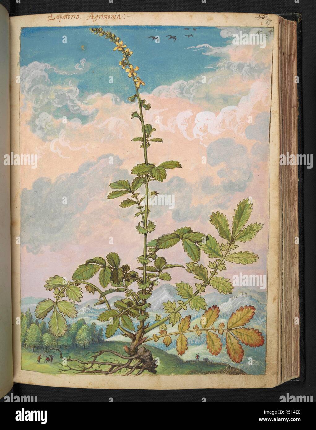 Eupartorio, Agrimonia.'  Agrimonia eupatoria is a species of agrimony that is often referred to as common agrimony, church steeples or sticklewort. Coloured drawings of plants, copied from nature in the Roman States, by Gerardo Cibo. Vol. I. Pietro Andrea Mattioli, Physician, of Siena: Extracts from his edition of Dioscorides' 'de re Medica':. Italy, c. 1564-1584. Source: Add. 22332 f.87. Language: Italian. Author: Cibo, Gheraldo. Stock Photo