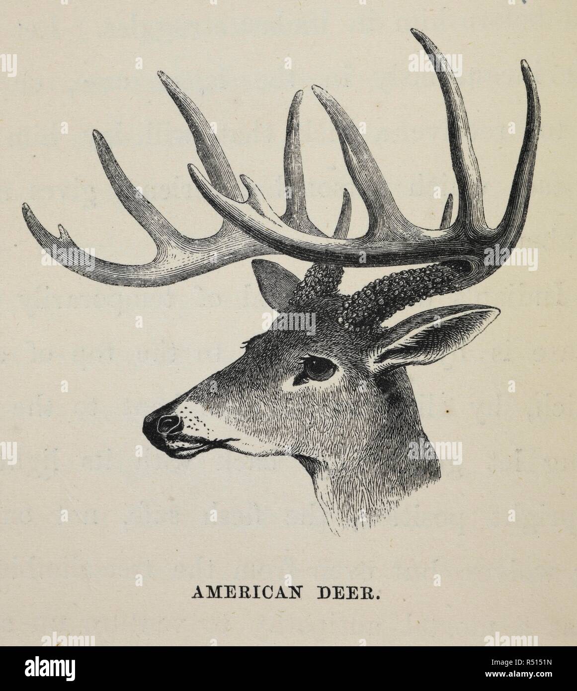 American Deer. The Sportsman and Naturalist in Canada, or notes on the Natural History of the Game, Game Birds, and Fish of that Country ... Illustrated with coloured plates and woodcuts. London, 1866. Source: 10470.i.4. p. 102. Author: ANON. King, Major William Ross. Stock Photo
