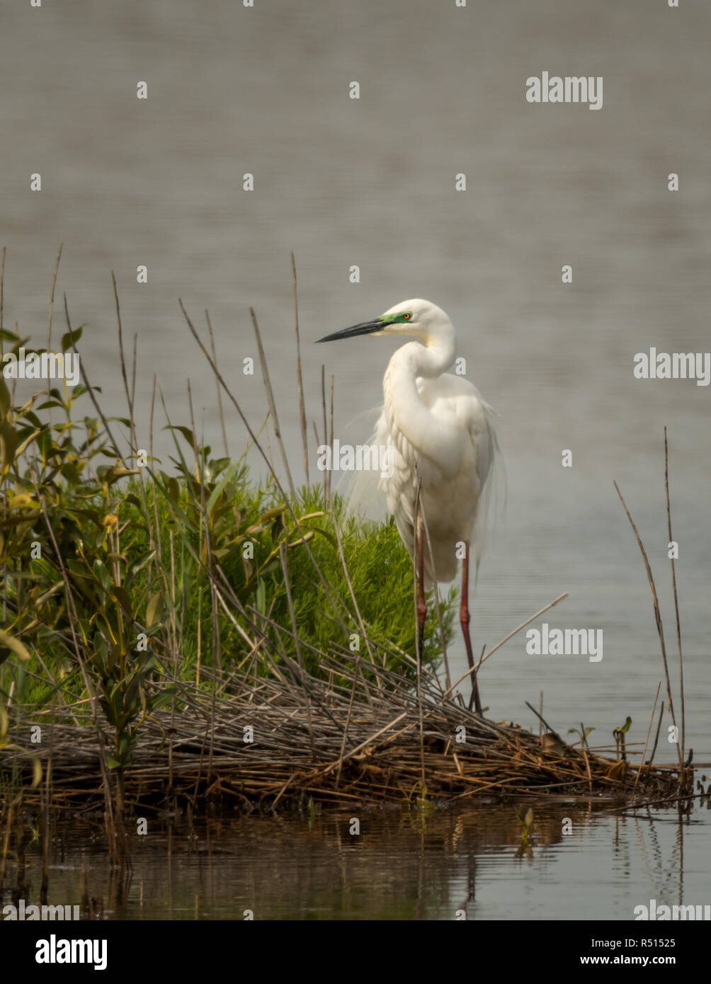 The eastern great egret (Ardea modesta) displying its breeding plmageis a large heron with all-white plumage. Its bill is black in the breeding season Stock Photo
