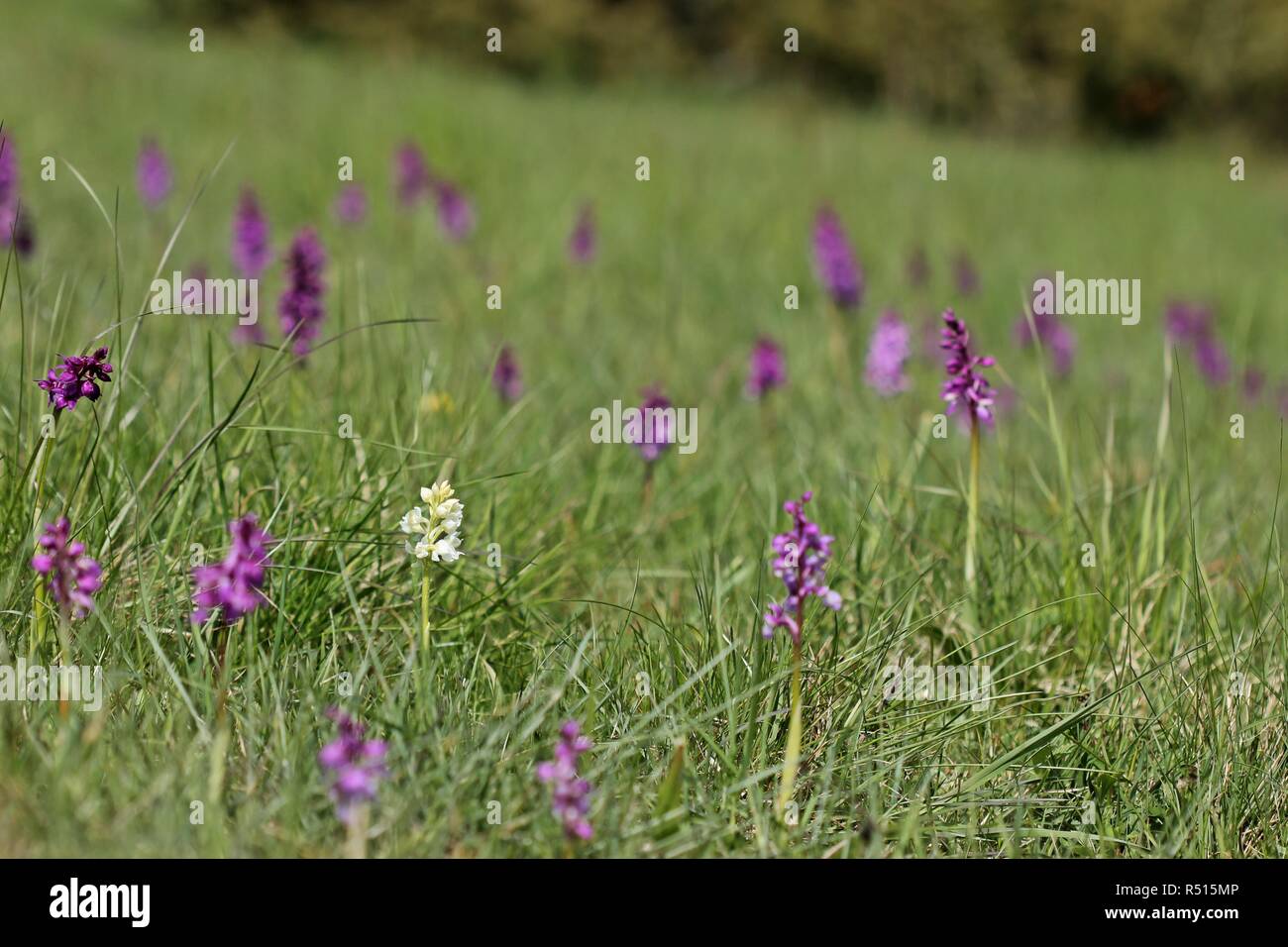 a white stately orchid (orchis mascula) among many violet Stock Photo