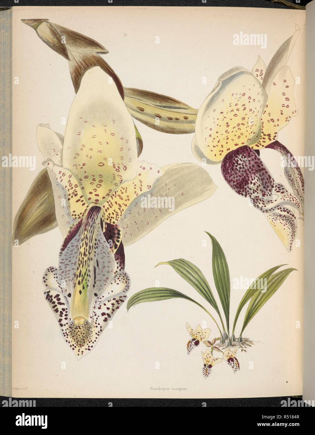 Cycnoches Loddigesii. The Botanical Cabinet, consisting of coloured delineations of plants, from all countries, with a short account of each, etc. By C. Loddiges and Sons ... The plates by G. Cooke. vol. 1-20. London, 1817-33. Source: 443.b.24, vol.20, plate no.1985. Author: Cooke, George. Stock Photo