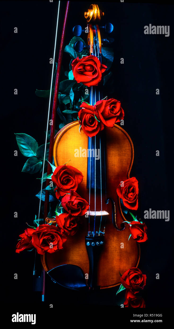 Violin and red roses hi-res stock photography and images - Alamy