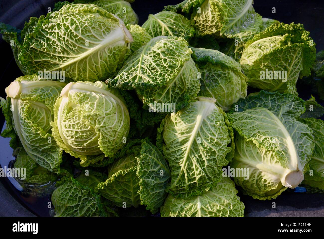 Freshly harvested savoy cabbage, with droplets of water, at Front Porch Farm, a 110-acre organic farm, Healdsburg, California, USA. Stock Photo