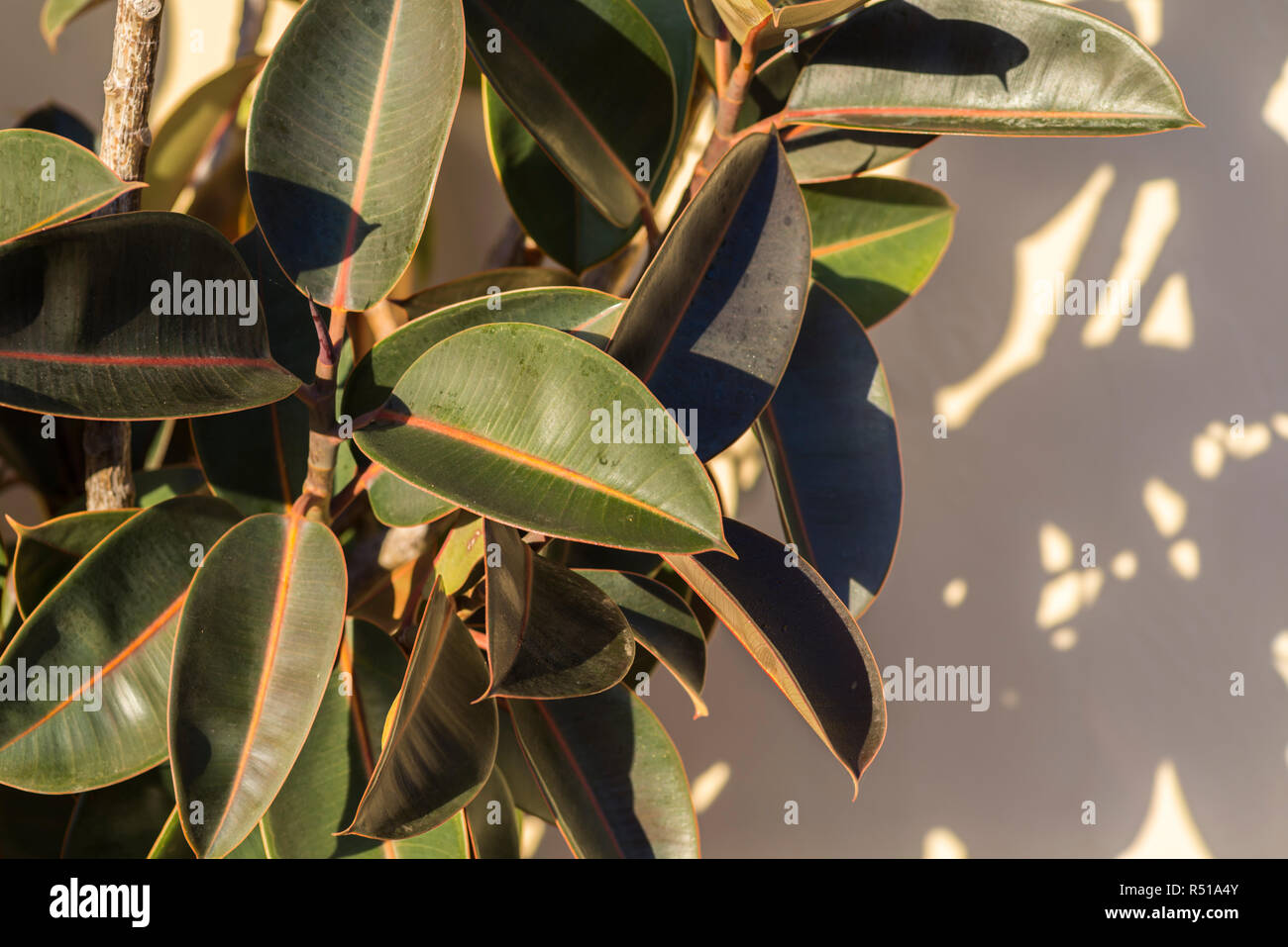 Rubber tree plant hires stock photography and images Alamy