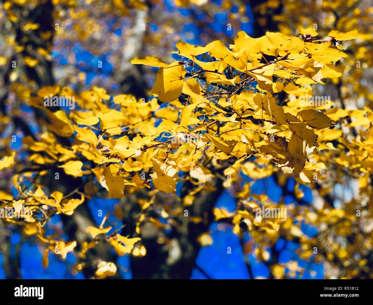 Yellow Leaves of Autumn Stock Photo