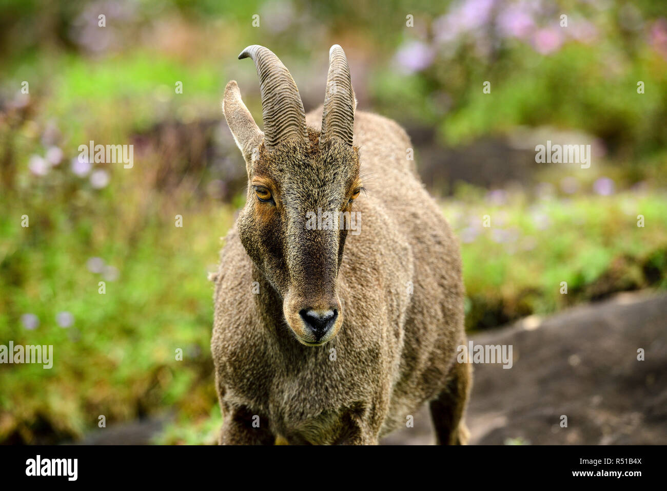 Loving scene of Nilgiri Tahr looking through the blooming bushes of Eravikulam National Park, Munnar, Kerala, India Stock Photo