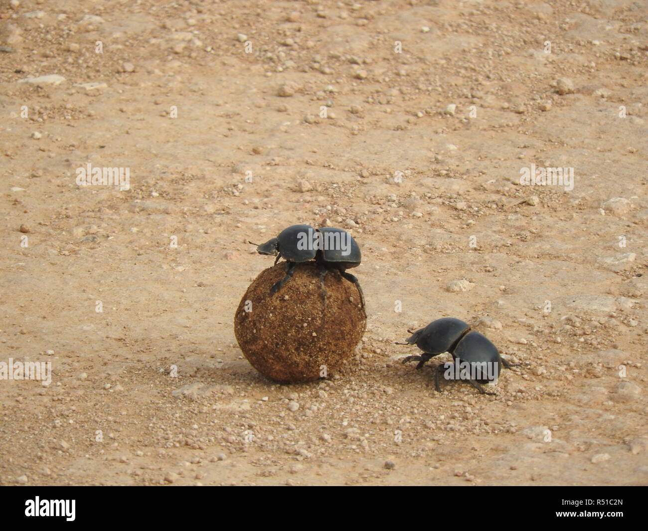 elephant dung beetles at work rolling dung Stock Photo