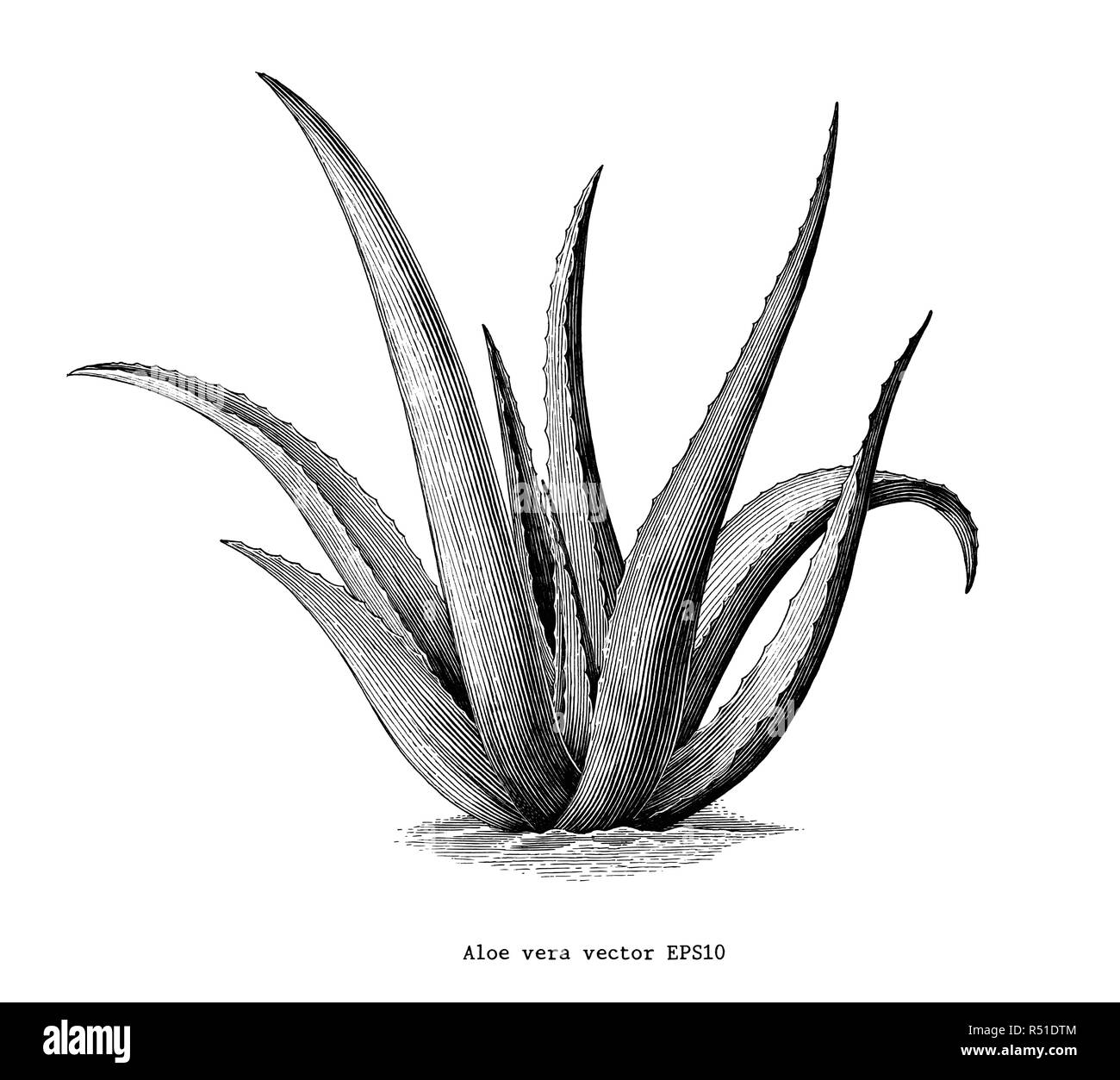 Aloe vera hand draw vintage botanical clip art isolated on white background  Stock Vector Image & Art - Alamy