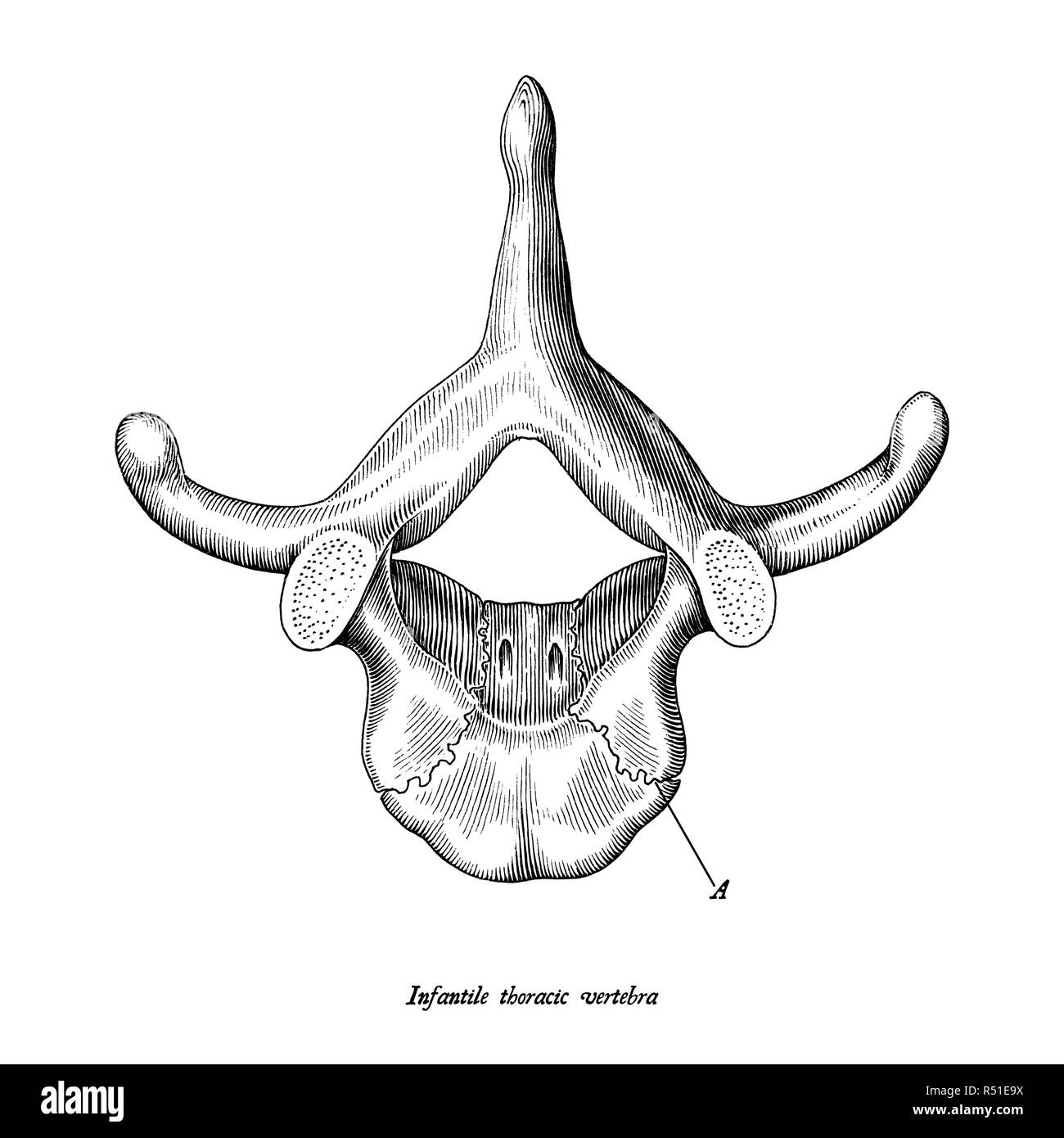 Infantile thoracic vertebra superior view anatomy hand draw vintage clip art isolated on white background with description Stock Vector