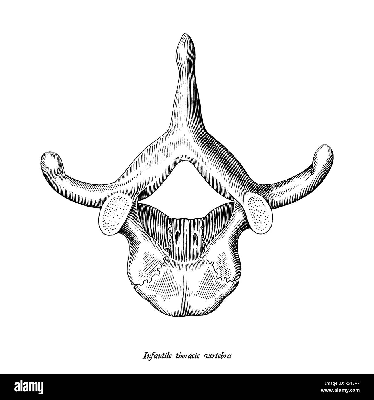 Infantile thoracic vertebra superior view anatomy hand draw vintage clip art isolated on white background Stock Vector