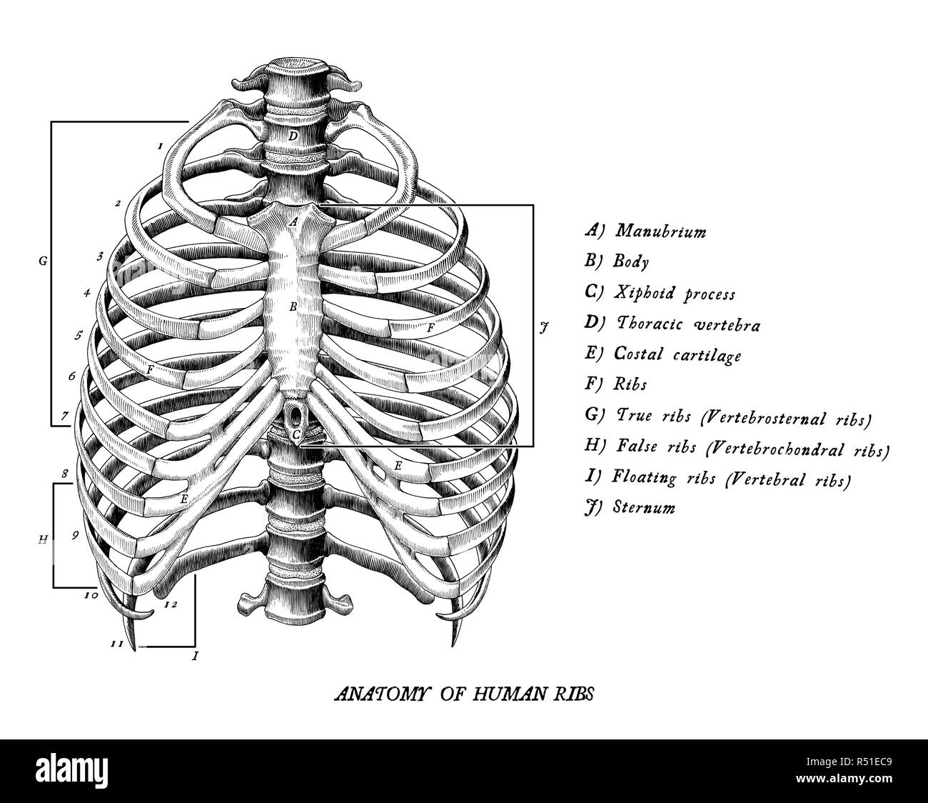 Human Ribs High Resolution Stock Photography And Images Alamy