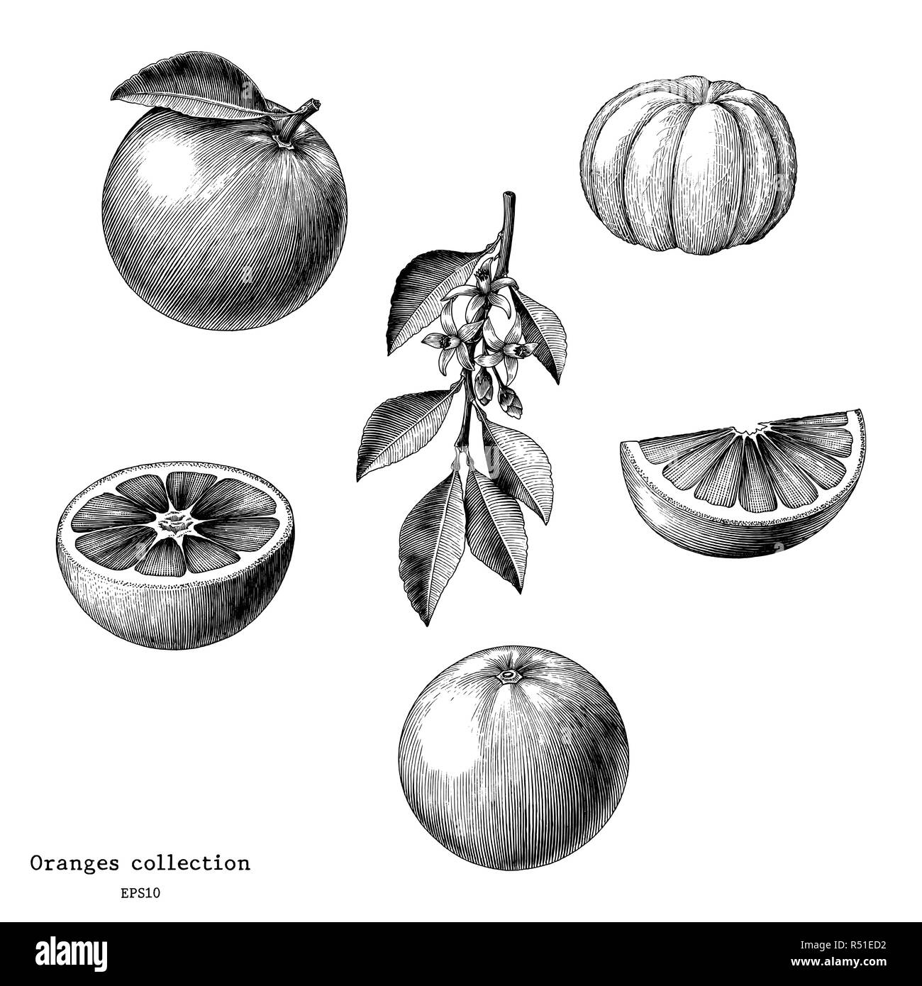 Oranges Black White Stock Illustrations – 1,123 Oranges Black