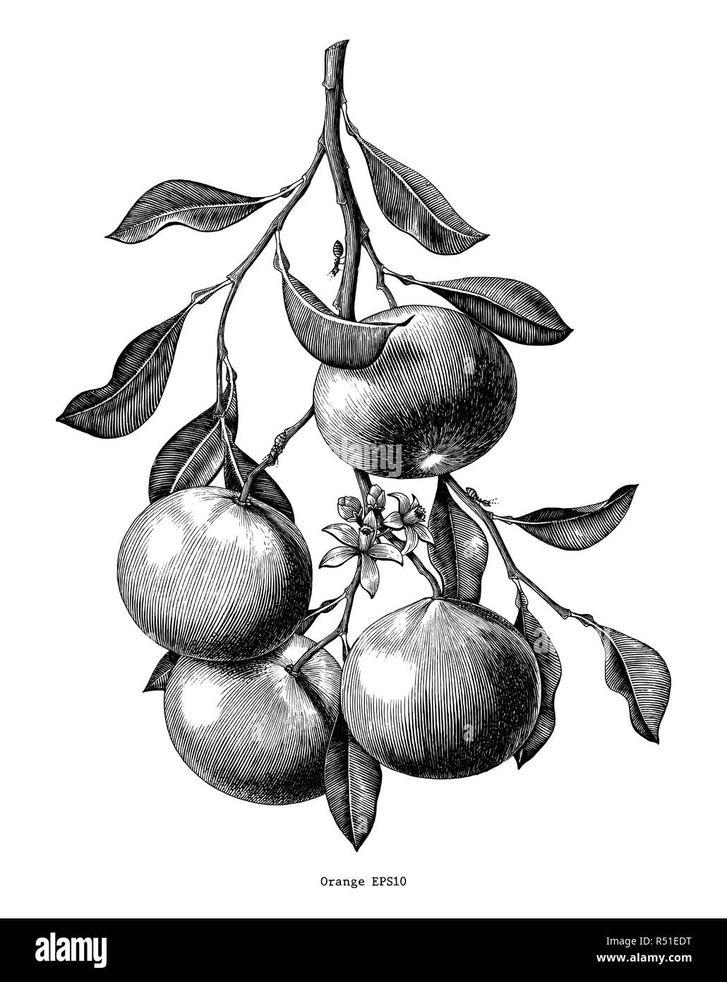 Orange vintage illustration clip art isolated on white background Stock