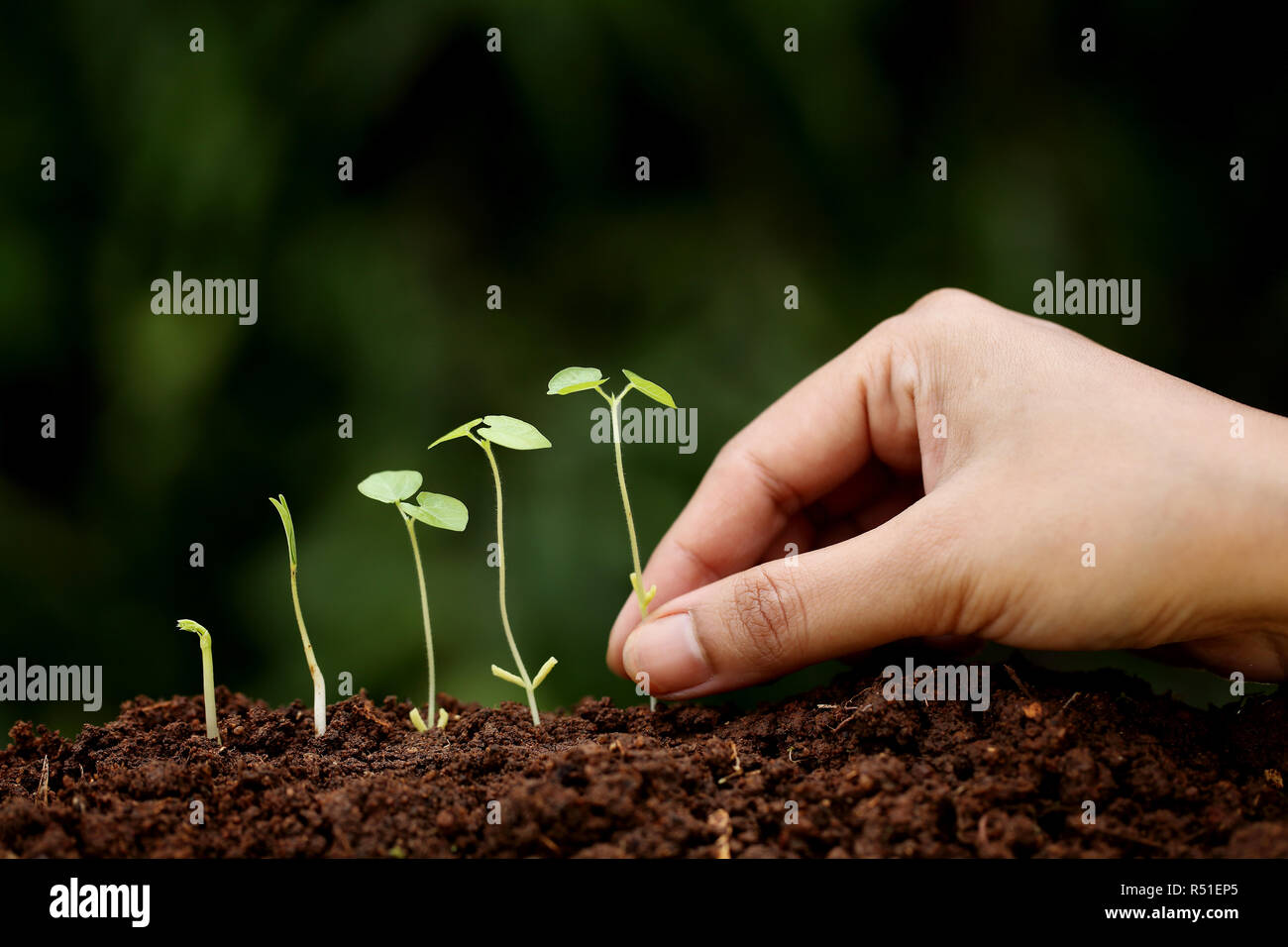 Plant growthNew beginnings Stock Photo Alamy