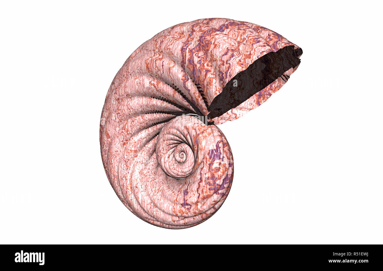 snail shell isolated Stock Photo - Alamy